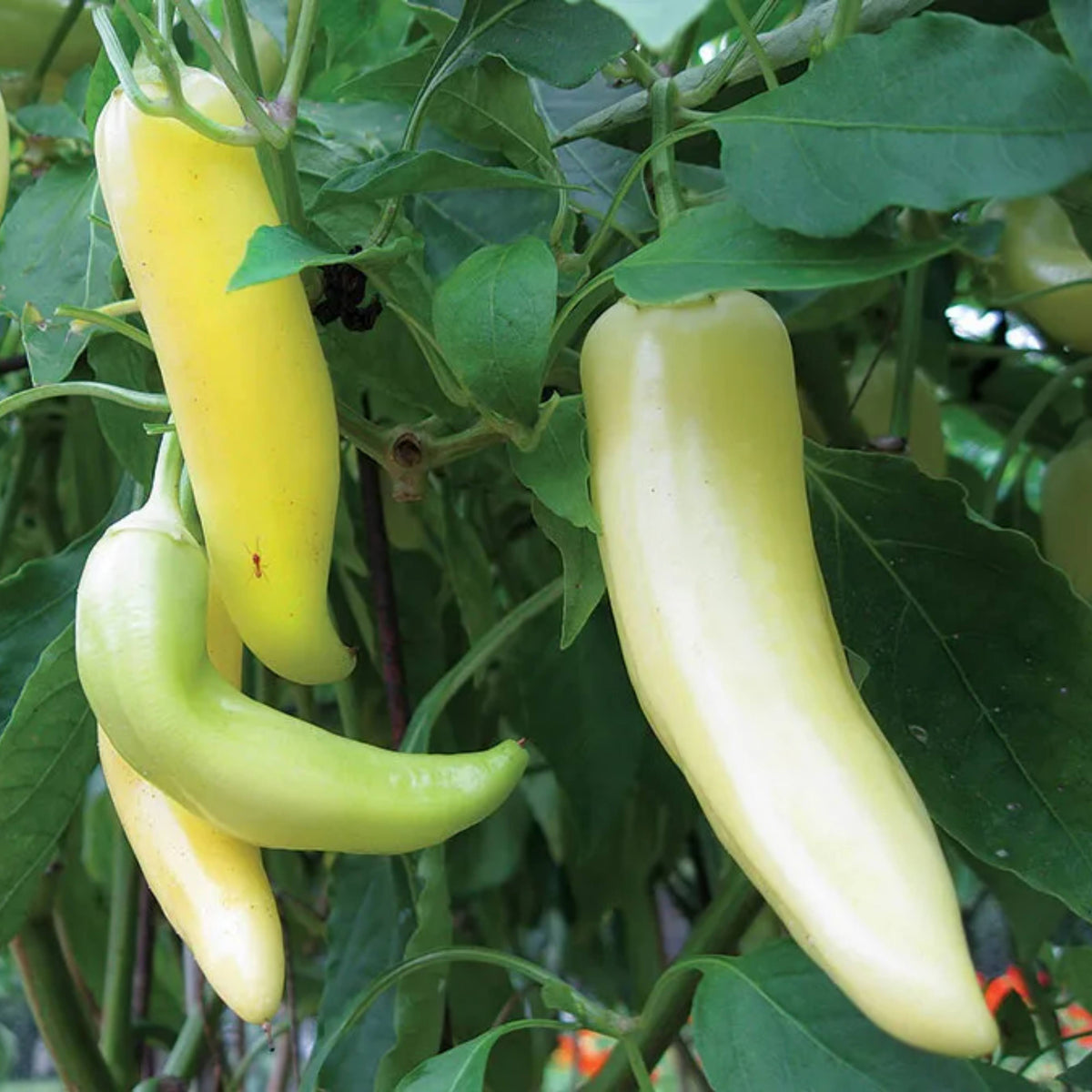 Banana Pepper Seeds - Sweet & Mild, High Yield, 30 seeds