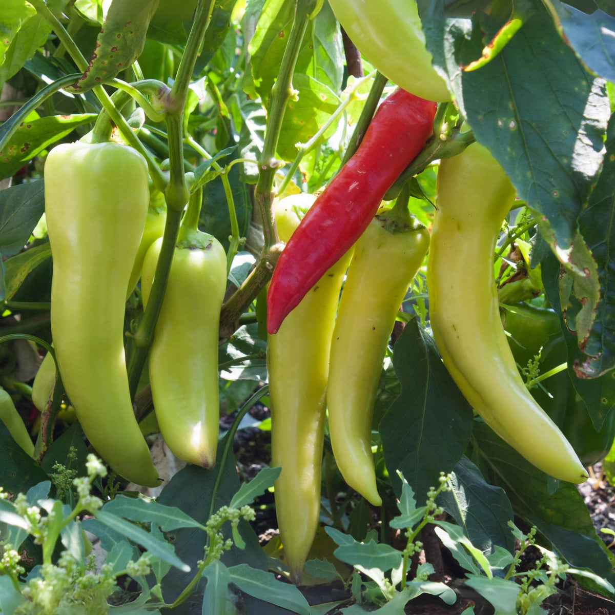 30 Seeds| Banana Pepper Seeds -Heirloom – Non-GMO – Sweet & Mild – High Yield – Easy to Grow – Fresh Eating – Pickling – Grilling – Container Friendly – Garden to Table#7027