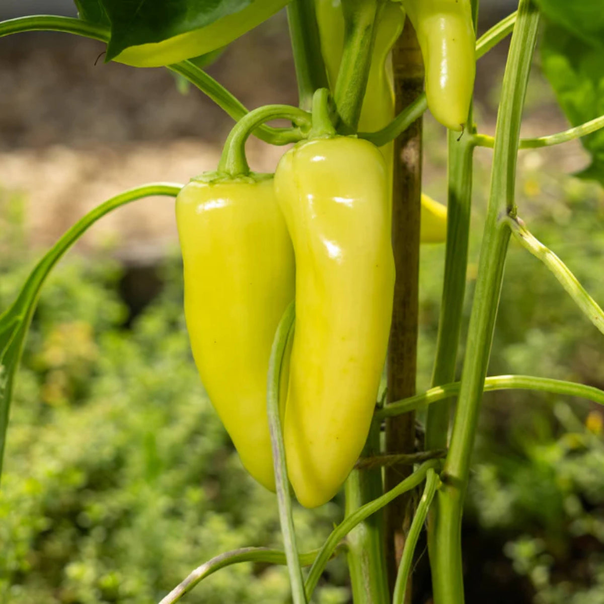 30 Seeds| Banana Pepper Seeds -Heirloom – Non-GMO – Sweet & Mild – High Yield – Easy to Grow – Fresh Eating – Pickling – Grilling – Container Friendly – Garden to Table#7027