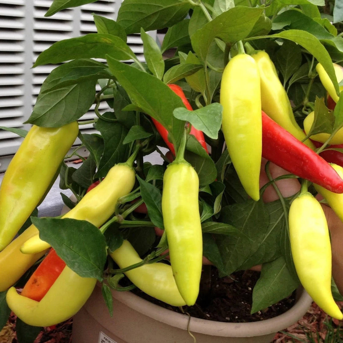 30 Seeds| Banana Pepper Seeds -Heirloom – Non-GMO – Sweet & Mild – High Yield – Easy to Grow – Fresh Eating – Pickling – Grilling – Container Friendly – Garden to Table#7027