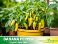 30 Seeds| Banana Pepper Seeds – Heirloom, Non-GMO, Sweet & Mild Peppers, High Yield Plants, Easy to Grow, Perfect for Pickling, Salads, Sandwiches, Grilling, and Fresh Eating in Home or Container Gardens#7027