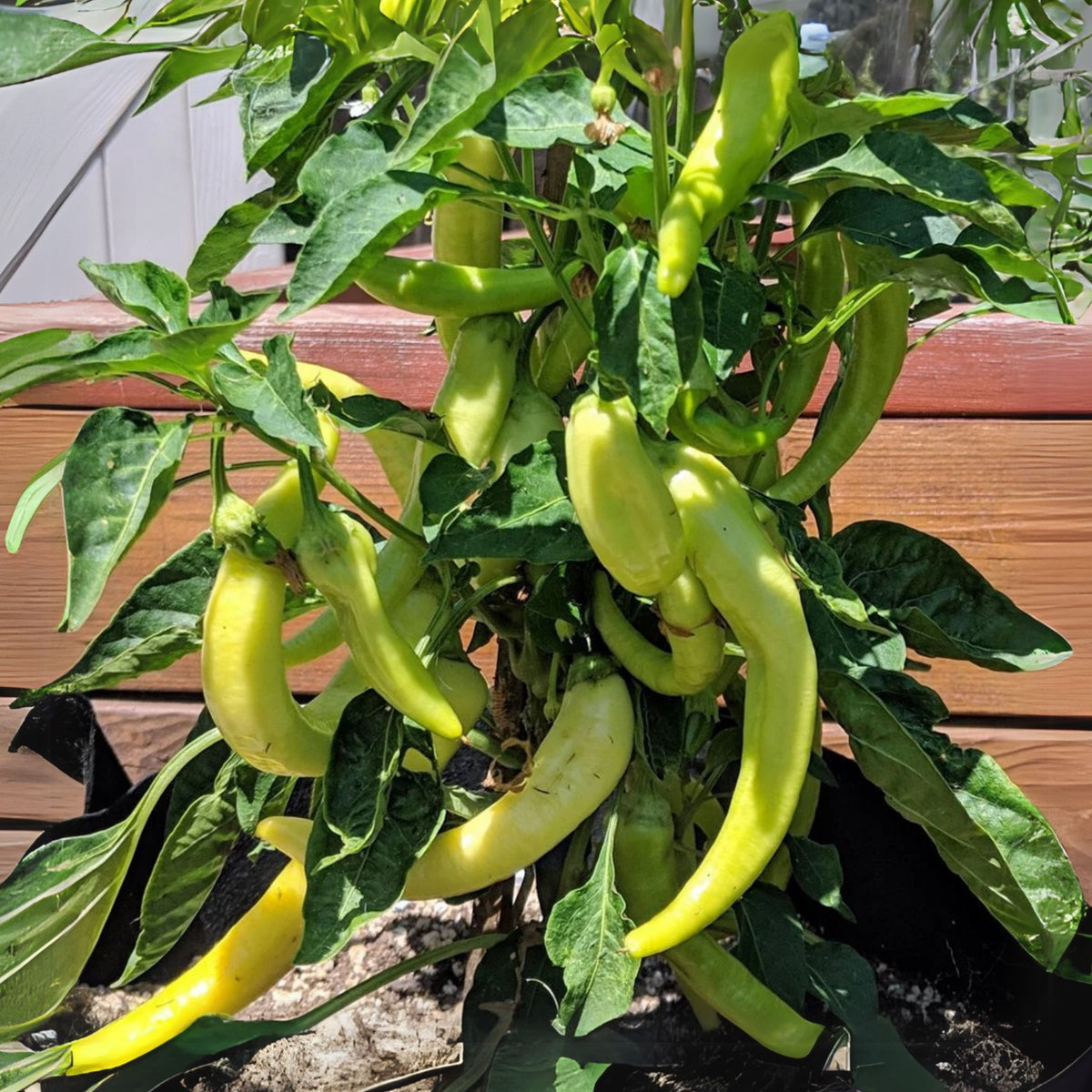 Banana Pepper Seeds - Sweet & Mild Peppers, 30 seeds