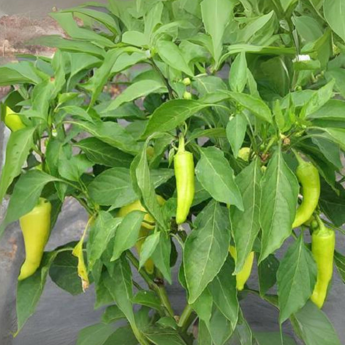 30 Seeds| Banana Pepper Seeds -Heirloom – Non-GMO – Sweet & Mild – High Yield – Easy to Grow – Fresh Eating – Pickling – Grilling – Container Friendly – Garden to Table#7027