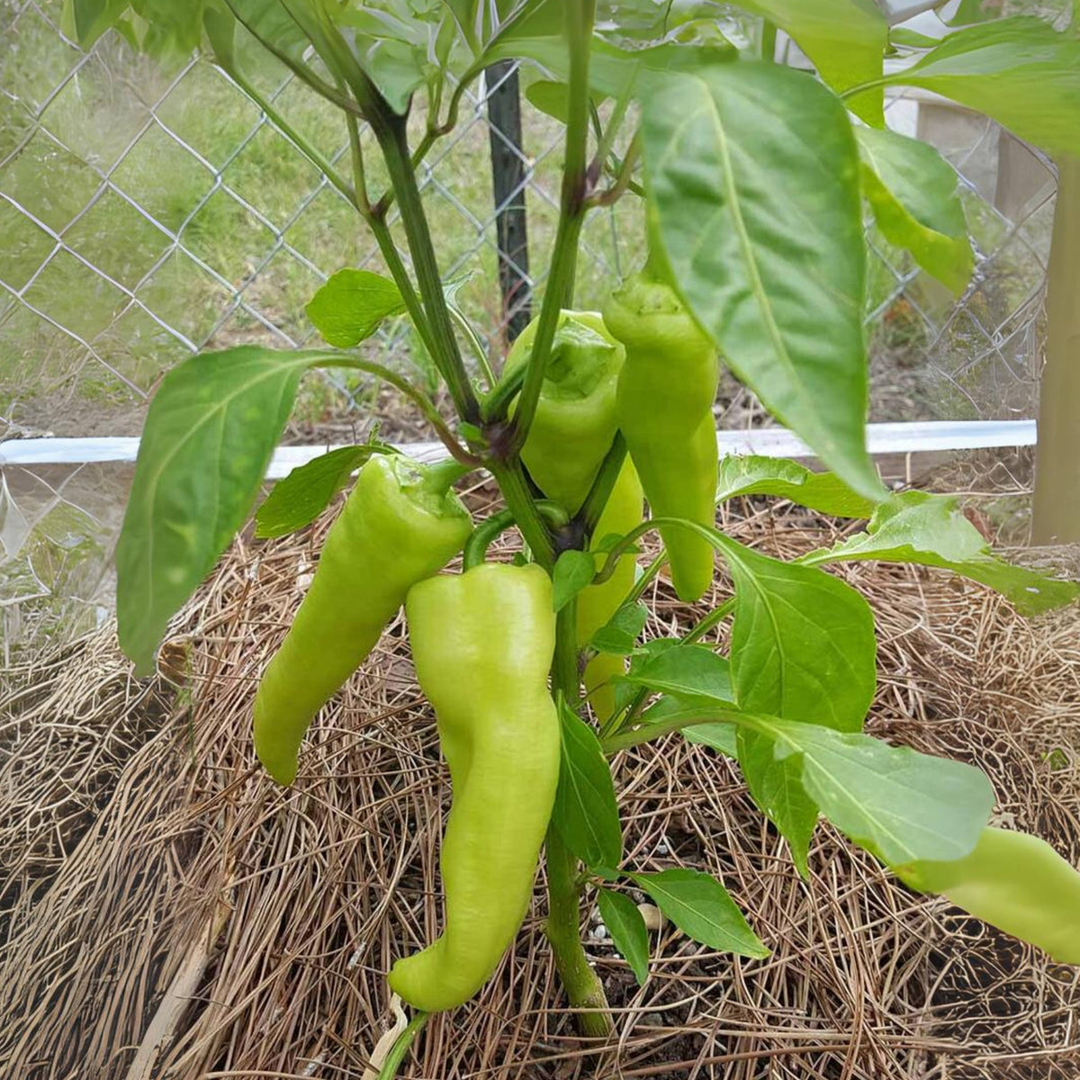 30 Seeds| Banana Pepper Seeds -Heirloom – Non-GMO – Sweet & Mild – High Yield – Easy to Grow – Fresh Eating – Pickling – Grilling – Container Friendly – Garden to Table#7027
