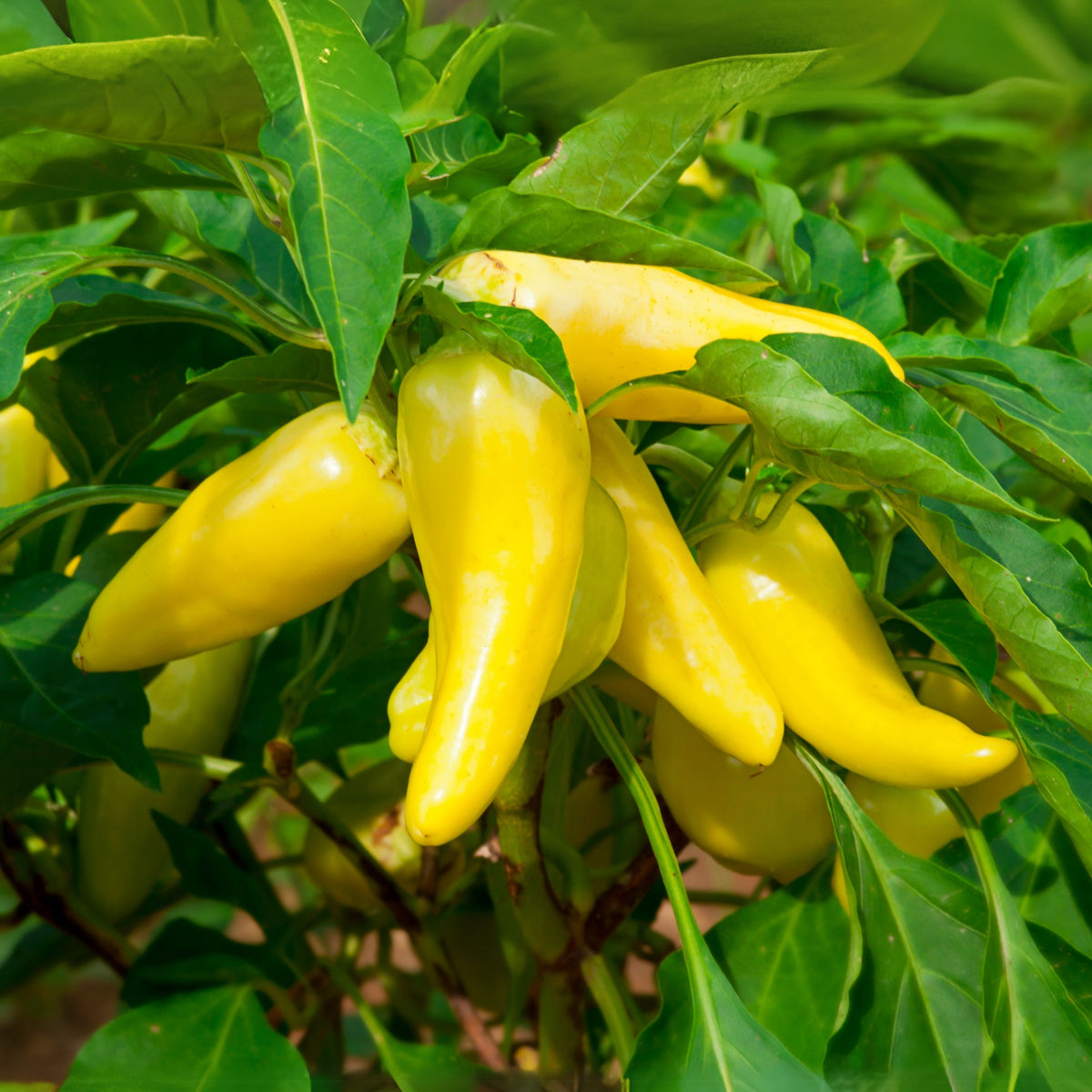Banana Pepper Seeds - Sweet & Mild Peppers, 30 seeds