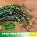 55 Seeds| Chinese Chives Garlic Seeds – Heirloom, Non-GMO, Perennial Asian Herb, Flat Garlic-Flavored Leaves, White Blossoms, Easy to Grow, Perfect for Stir-Fry, Dumplings, Soups, and Kitchen Gardens#7028