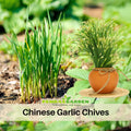 55 Seeds| Chinese Chives  Garlic Seeds -Heirloom – Non-GMO – Perennial – Mild Garlic Flavor – Edible Flowers – Easy to Grow – Asian Herb – Garden to Table – Container Friendly – Pollinator Friendly #7028