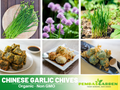55 Seeds| Chinese Chives  Garlic Seeds -Heirloom – Non-GMO – Perennial – Mild Garlic Flavor – Edible Flowers – Easy to Grow – Asian Herb – Garden to Table – Container Friendly – Pollinator Friendly #7028