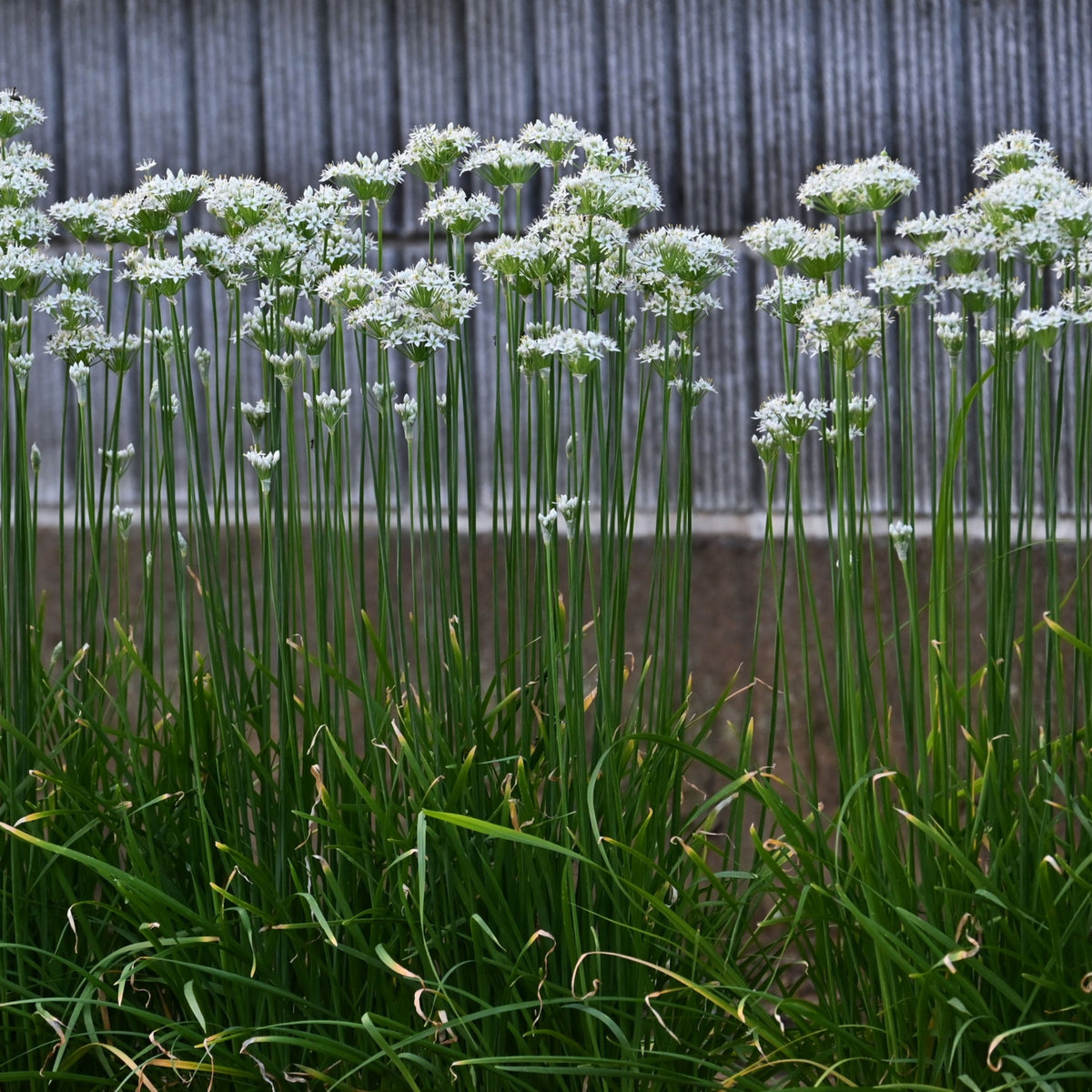 Chinese Chives Garlic Seeds - Perennial Asian Herb, 55 seeds