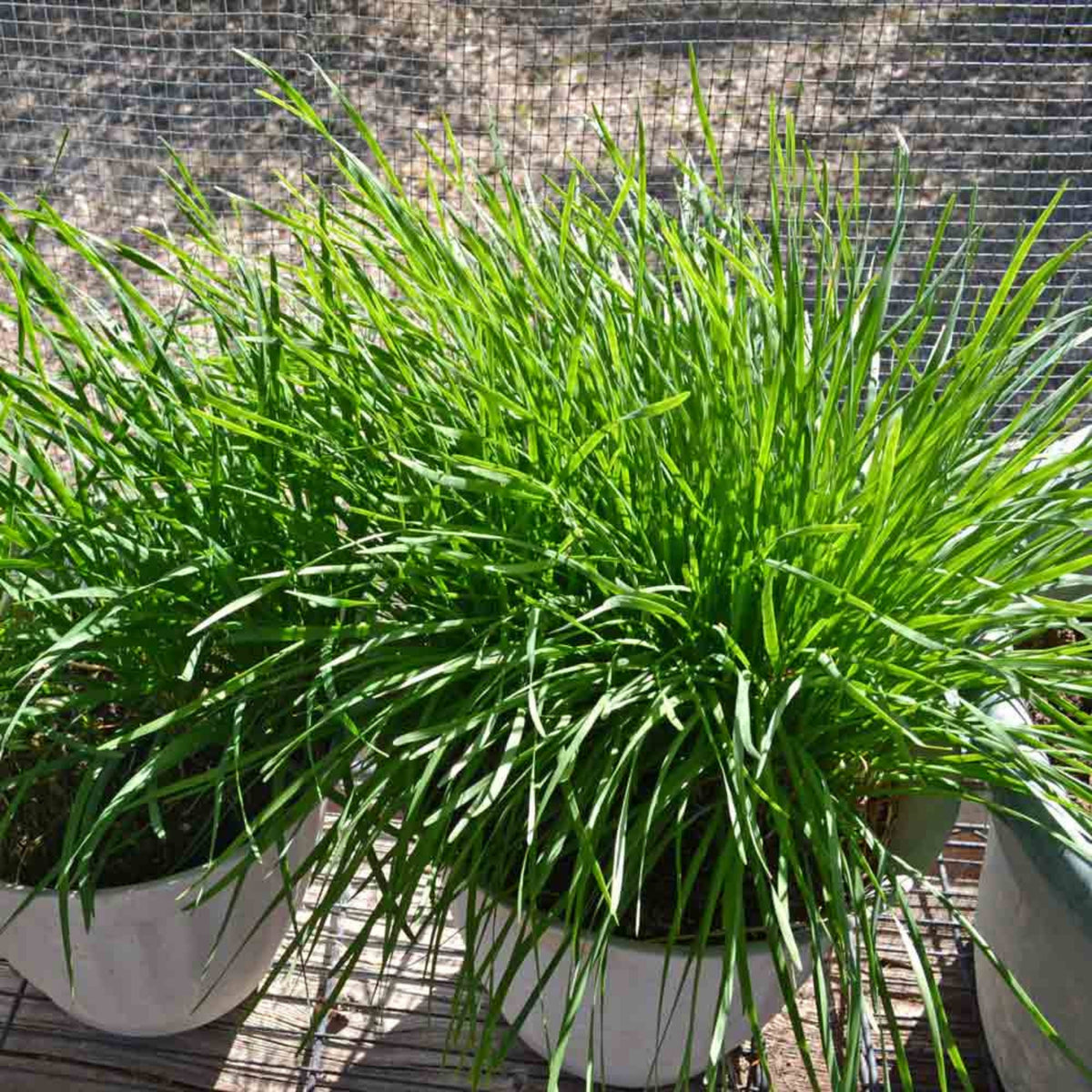 Chinese Chives Garlic Seeds - Perennial Asian Herb, 55 seeds