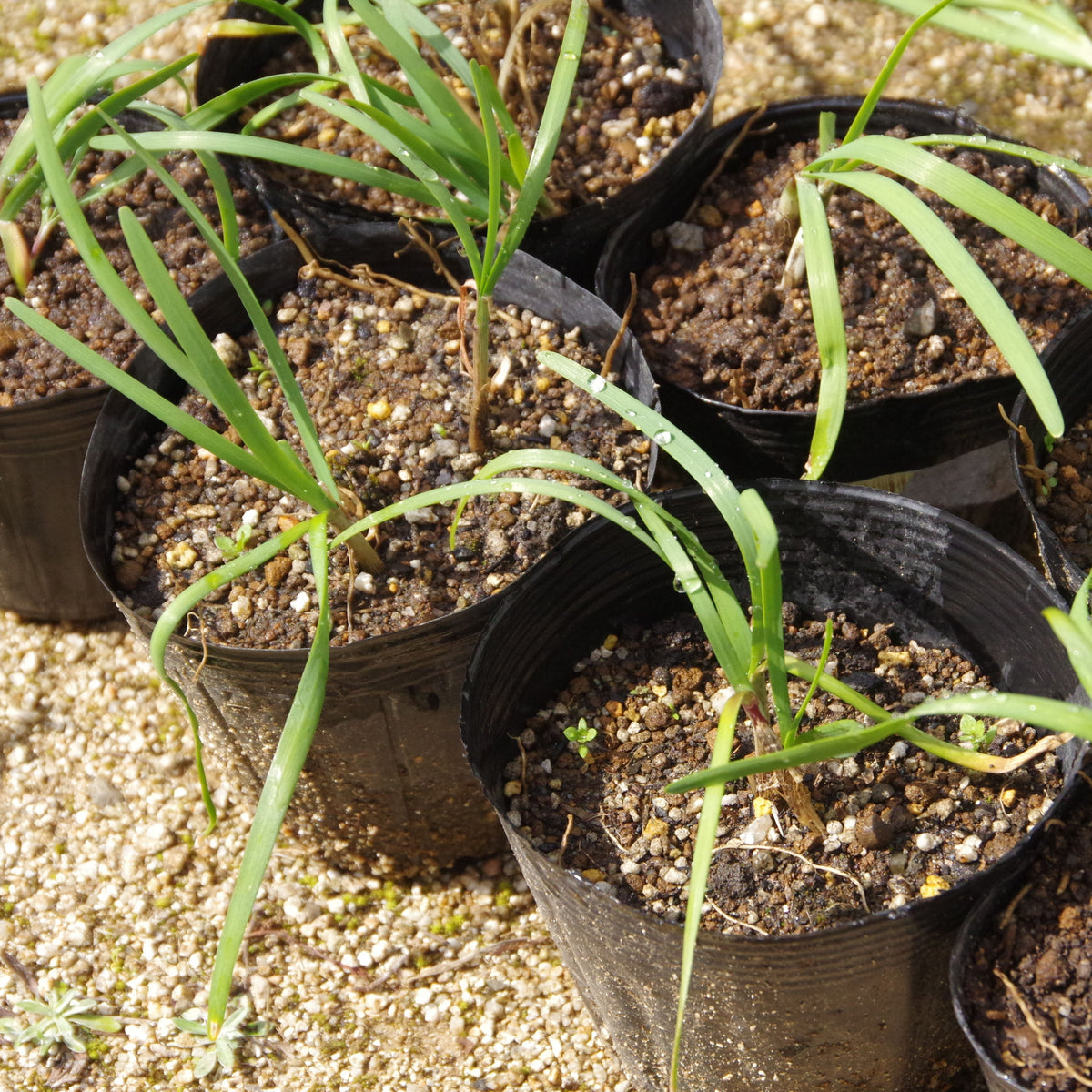 Chinese Chives Garlic Seeds - Perennial Asian Herb, 55 seeds
