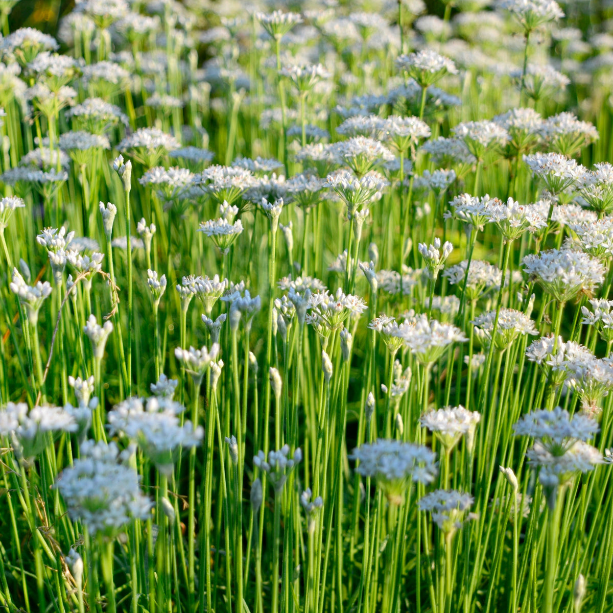 Chinese Chives Garlic Seeds - Perennial Asian Herb, 55 seeds