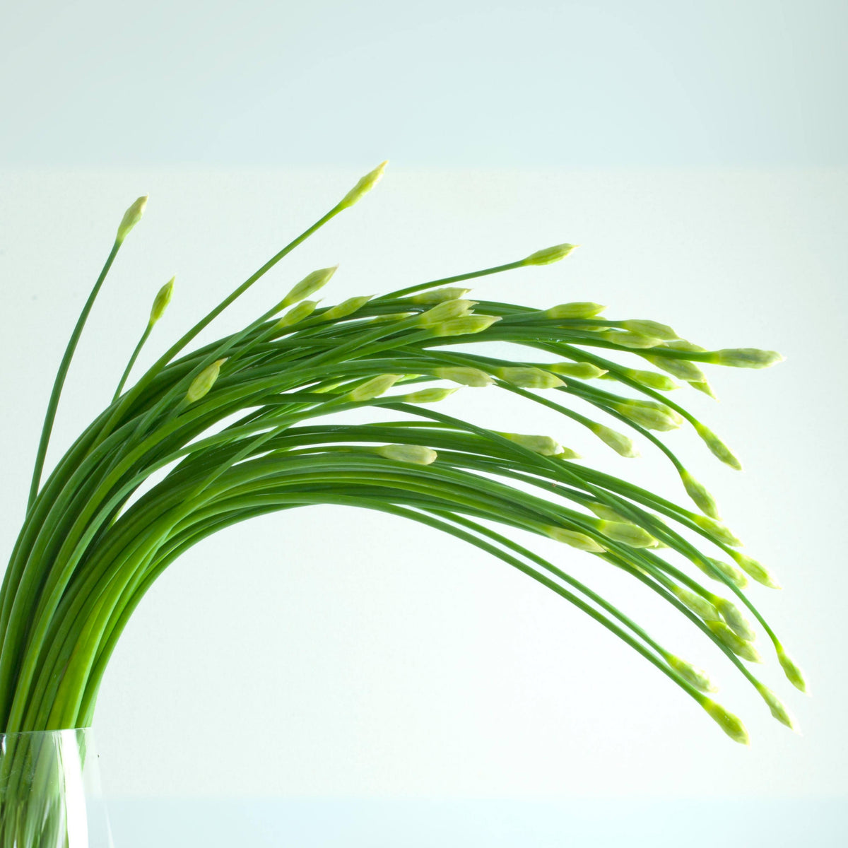 Chinese Chives Garlic Seeds - Perennial Asian Herb, 55 seeds