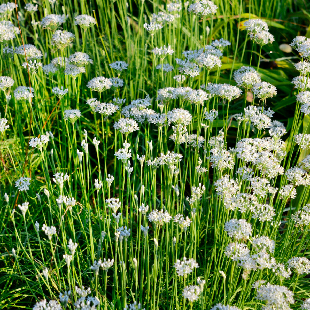 Chinese Chives Garlic Seeds - Perennial Asian Herb, 55 seeds