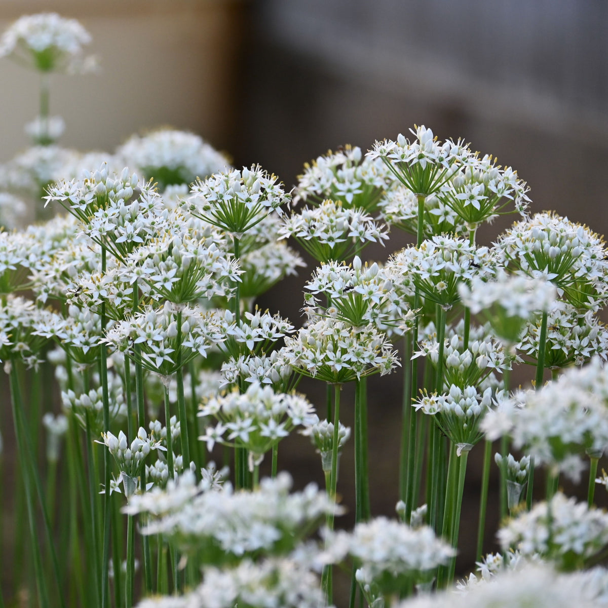 Chinese Chives Garlic Seeds - Perennial Asian Herb, 55 seeds