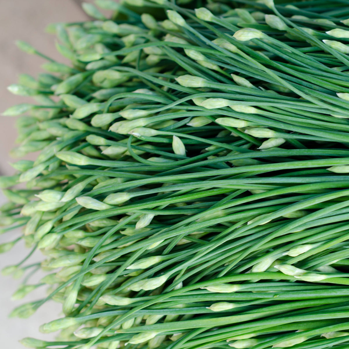 55 Seeds| Chinese Chives  Garlic Seeds -Heirloom – Non-GMO – Perennial – Mild Garlic Flavor – Edible Flowers – Easy to Grow – Asian Herb – Garden to Table – Container Friendly – Pollinator Friendly #7028