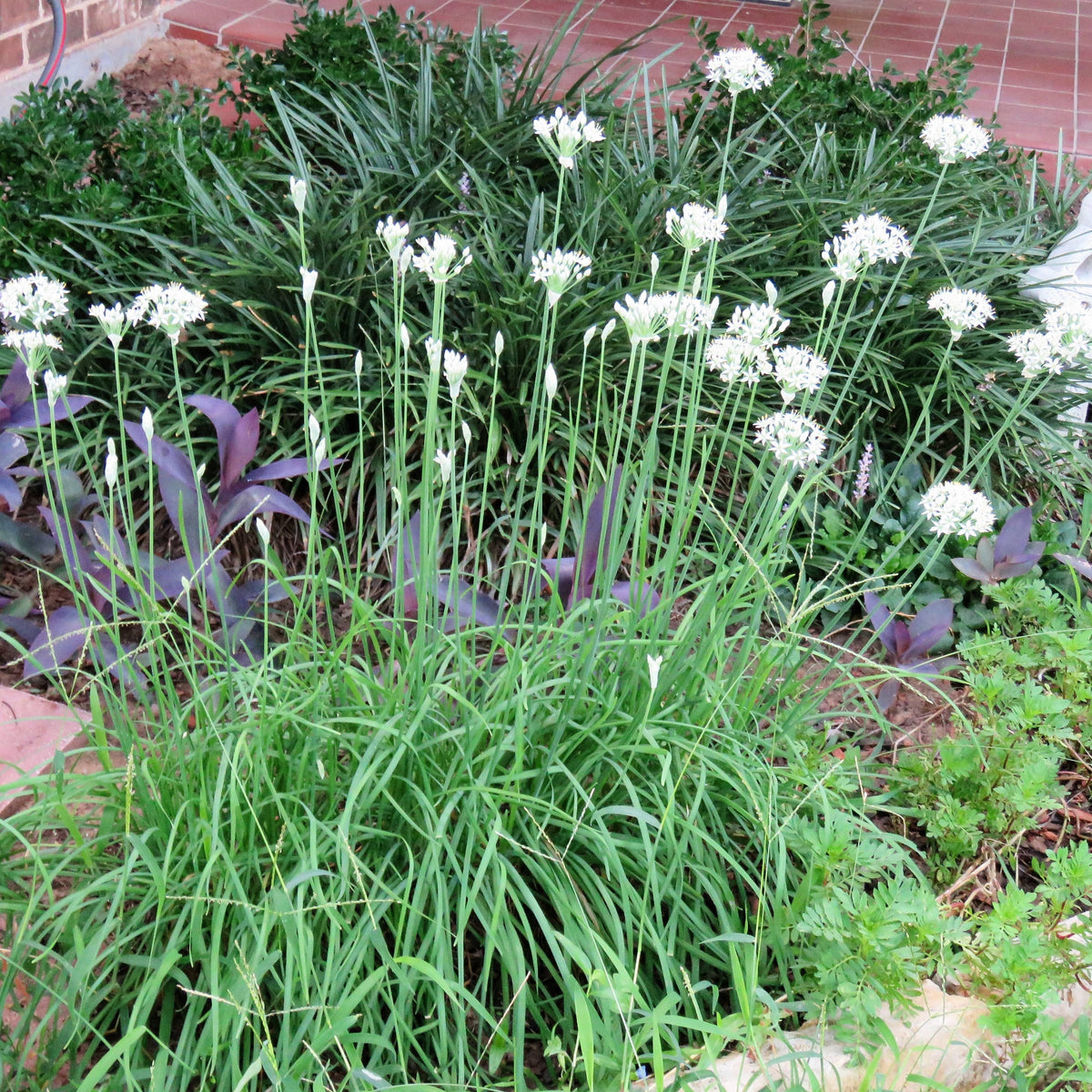 55 Seeds| Chinese Chives  Garlic Seeds -Heirloom – Non-GMO – Perennial – Mild Garlic Flavor – Edible Flowers – Easy to Grow – Asian Herb – Garden to Table – Container Friendly – Pollinator Friendly #7028