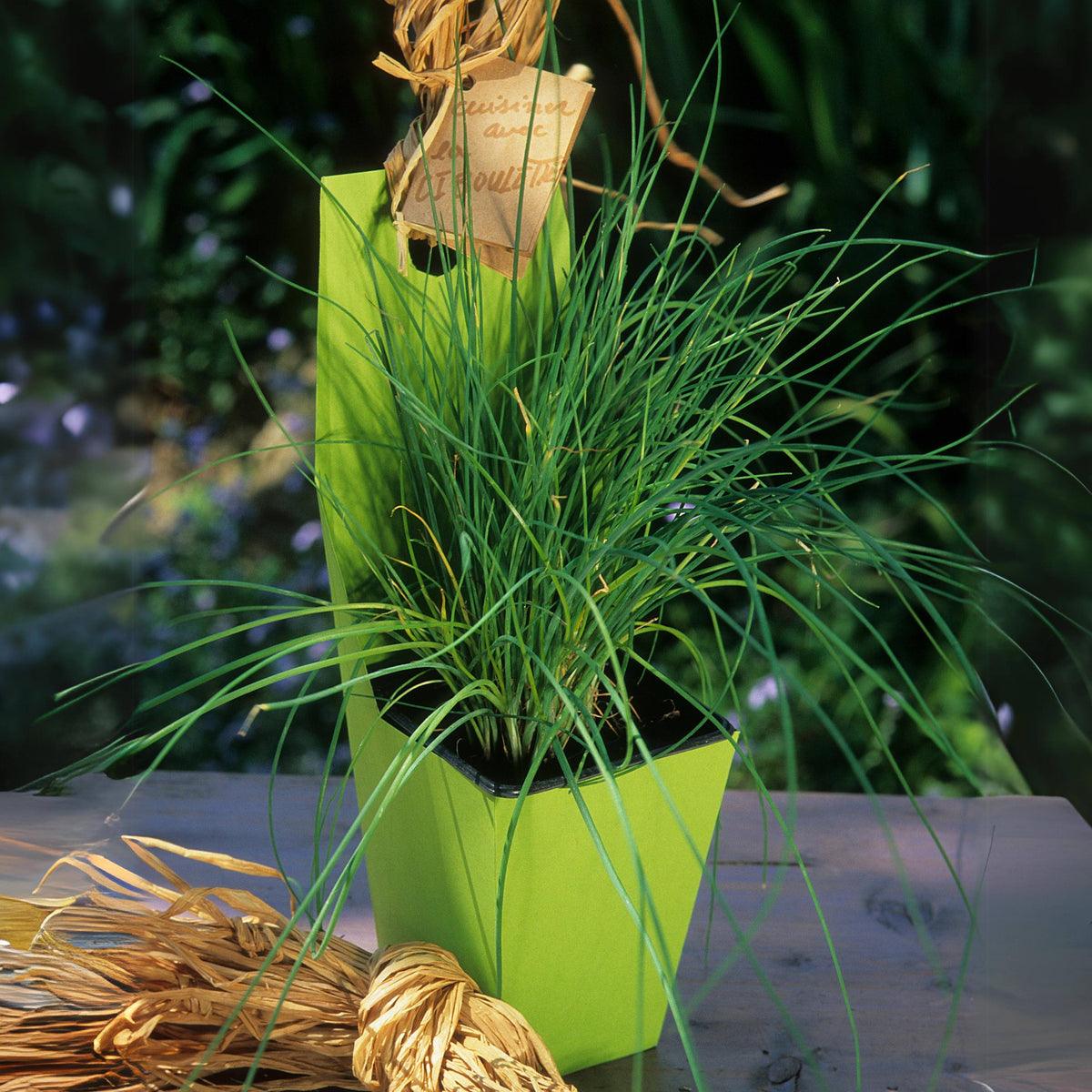 Chinese Chives Garlic Seeds - Perennial Asian Herb, 55 seeds