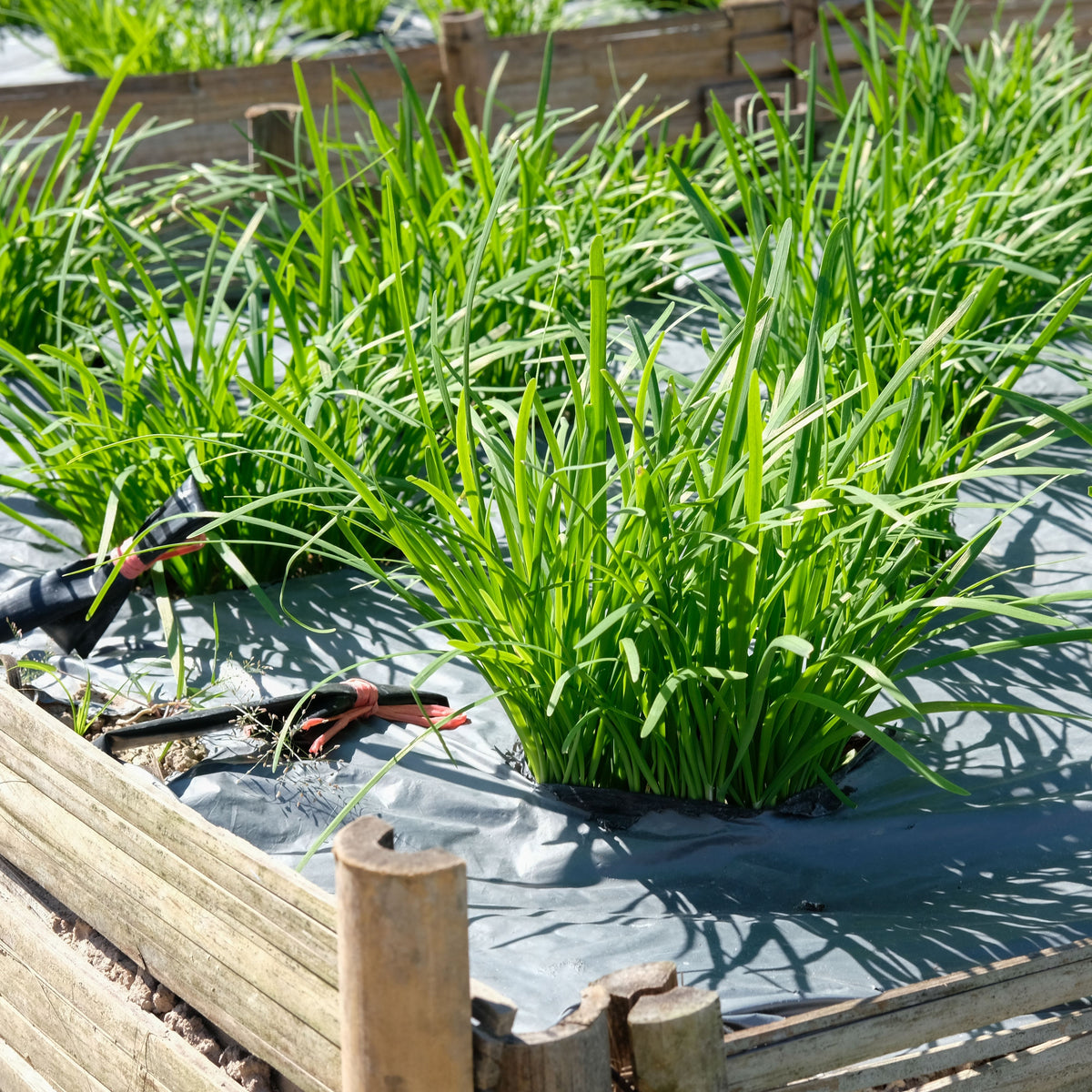 Chinese Chives Garlic Seeds - Perennial Asian Herb, 55 seeds