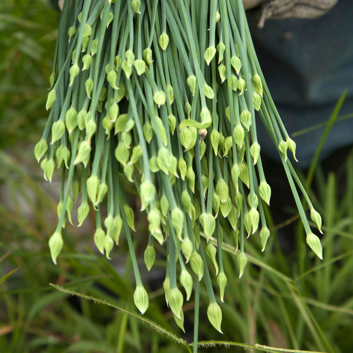 Chinese Chives Garlic Seeds - Perennial Asian Herb, 55 seeds