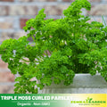 210 Seeds| Triple Moss Curled Parsley Seeds -Heirloom – Non-GMO – Frilly Leaves – Mild Fresh Flavor – Biennial – Easy to Grow – Garden & Container – Culinary Herb – Garnish – Garden to Table#7029