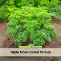 210 Seeds| Triple Moss Curled Parsley Seeds -Heirloom – Non-GMO – Frilly Leaves – Mild Fresh Flavor – Biennial – Easy to Grow – Garden & Container – Culinary Herb – Garnish – Garden to Table#7029
