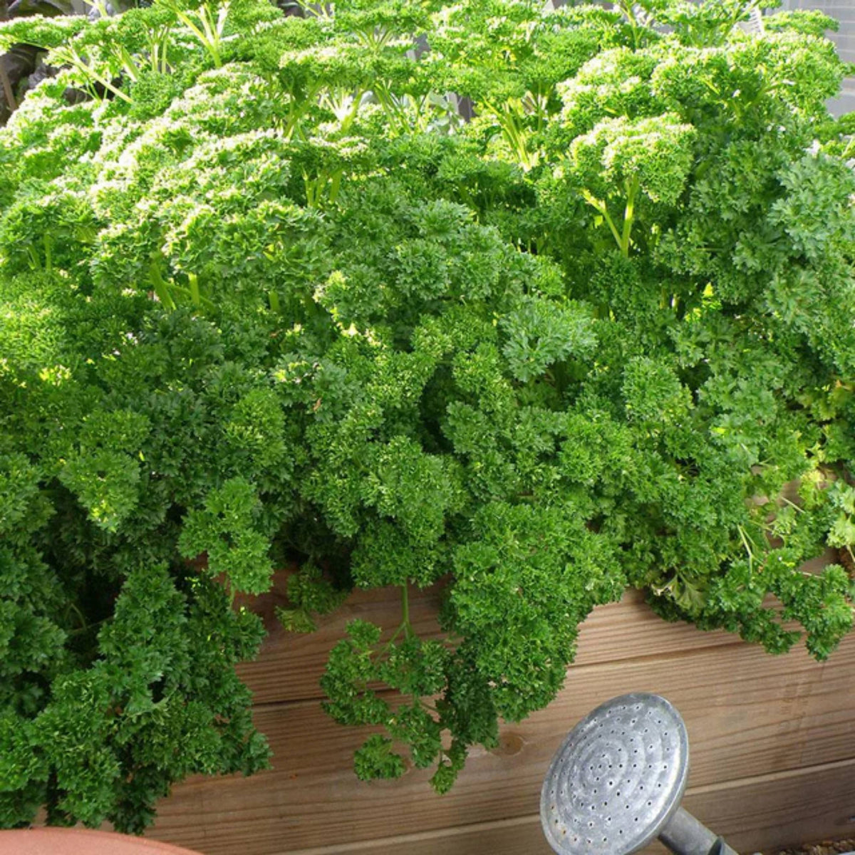 Triple Moss Curled Parsley Seeds - Frilly Dark Green Leaves, 210 seeds