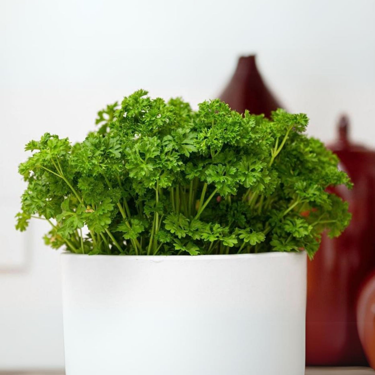 Triple Moss Curled Parsley Seeds - Frilly Dark Green Leaves, 210 seeds