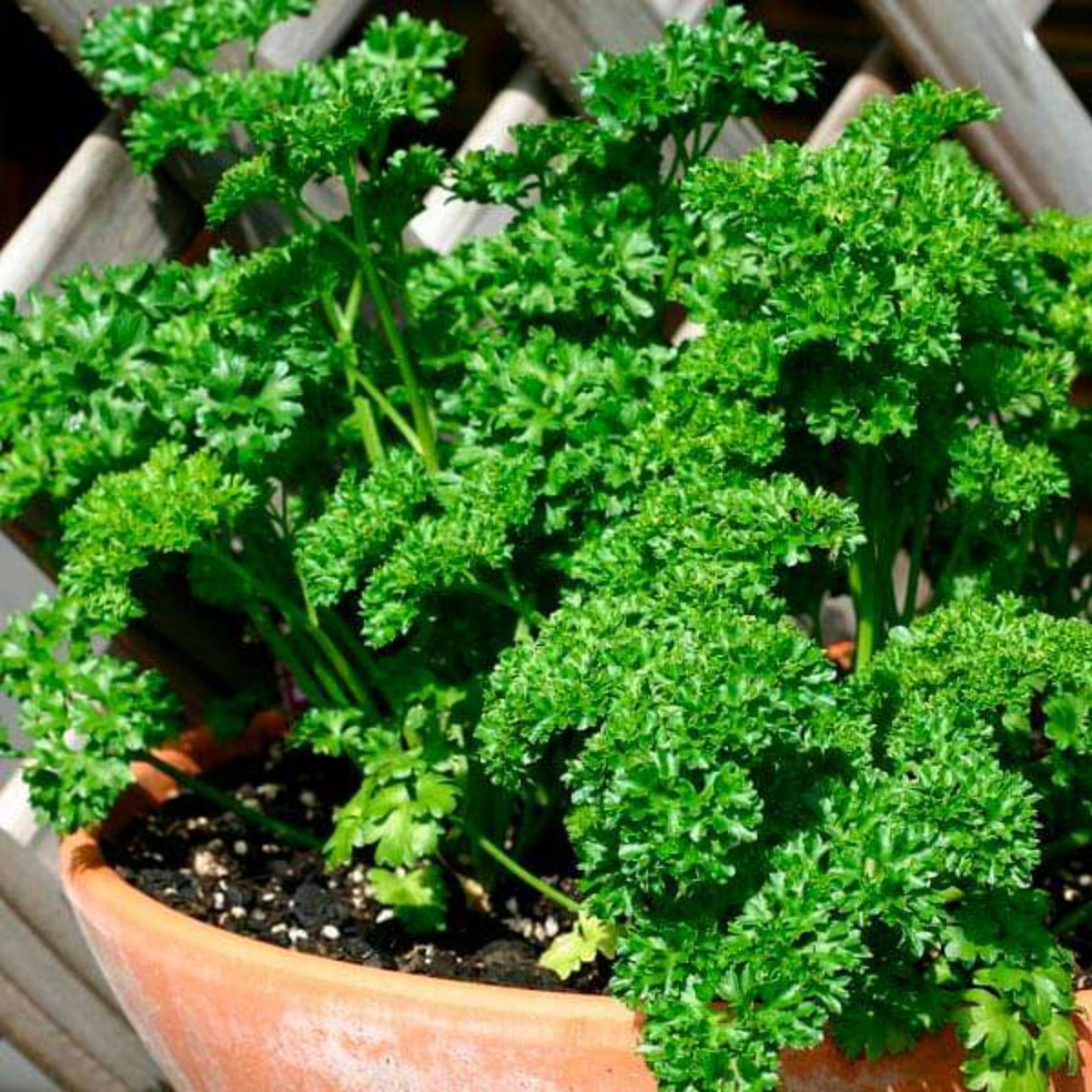 Triple Moss Curled Parsley Seeds - Frilly Dark Green Leaves, 210 seeds