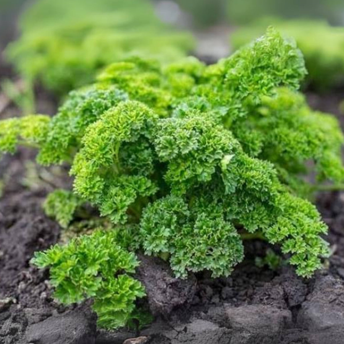 Triple Moss Curled Parsley Seeds - Frilly Dark Green Leaves, 210 seeds