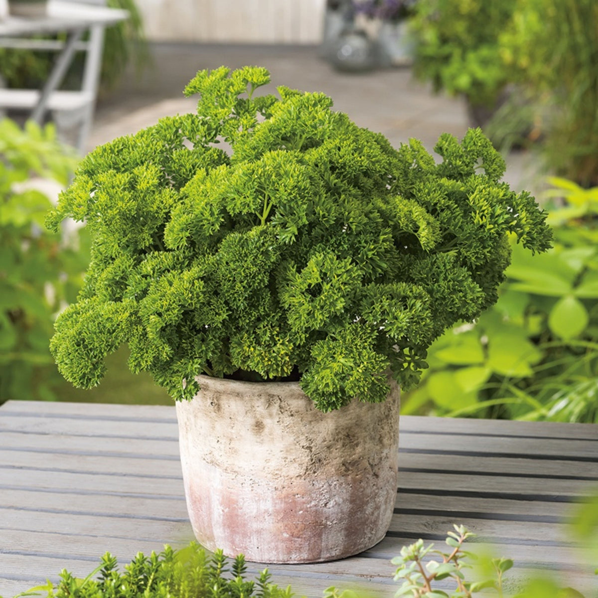 Triple Moss Curled Parsley Seeds - Frilly Dark Green Leaves, 210 seeds