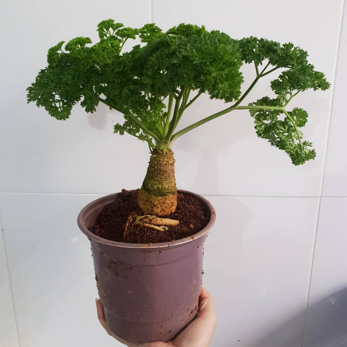 210 Seeds| Triple Moss Curled Parsley Seeds -Heirloom – Non-GMO – Frilly Leaves – Mild Fresh Flavor – Biennial – Easy to Grow – Garden & Container – Culinary Herb – Garnish – Garden to Table#7029