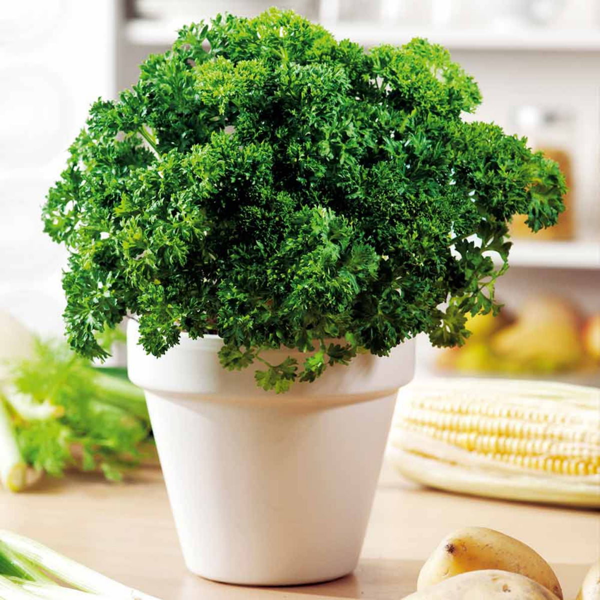 Triple Moss Curled Parsley Seeds - Frilly Dark Green Leaves, 210 seeds
