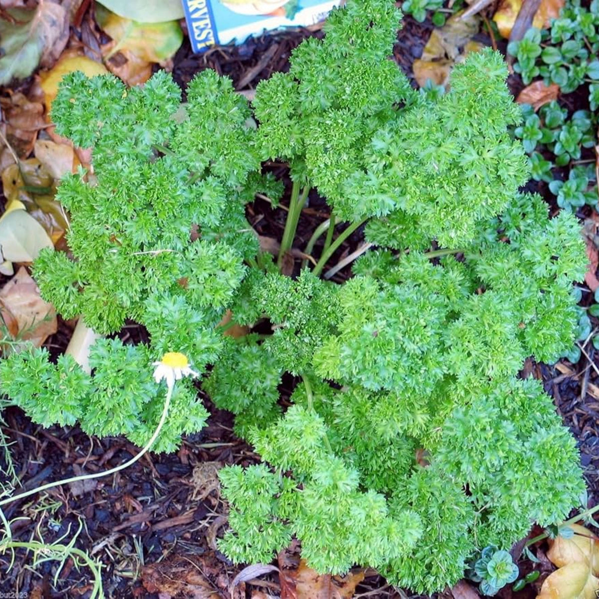 Triple Moss Curled Parsley Seeds - Frilly Dark Green Leaves, 210 seeds
