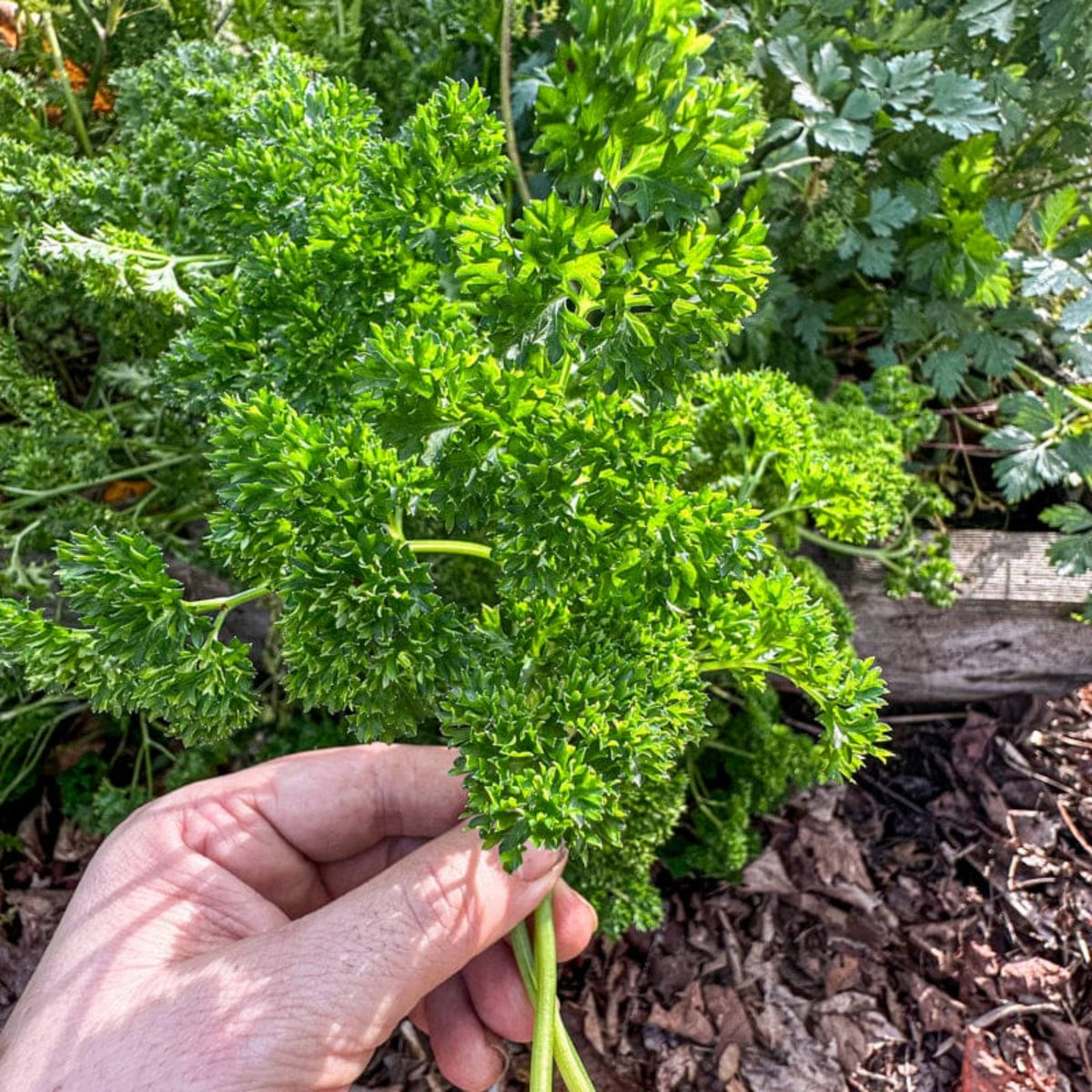 Triple Moss Curled Parsley Seeds - Frilly Dark Green Leaves, 210 seeds