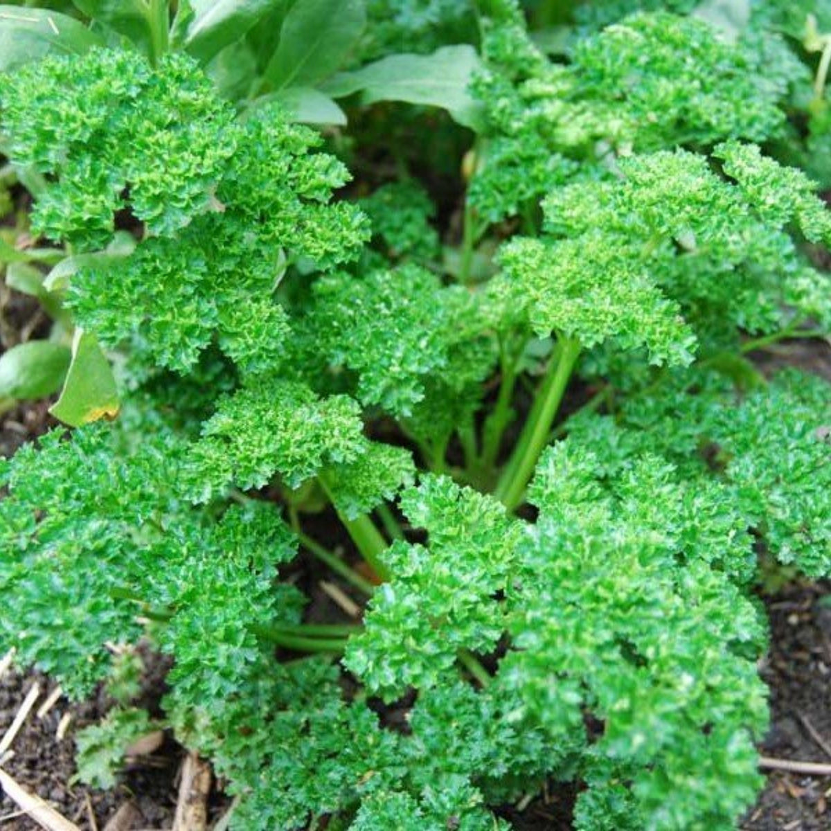 Triple Moss Curled Parsley Seeds - Frilly Dark Green Leaves, 210 seeds