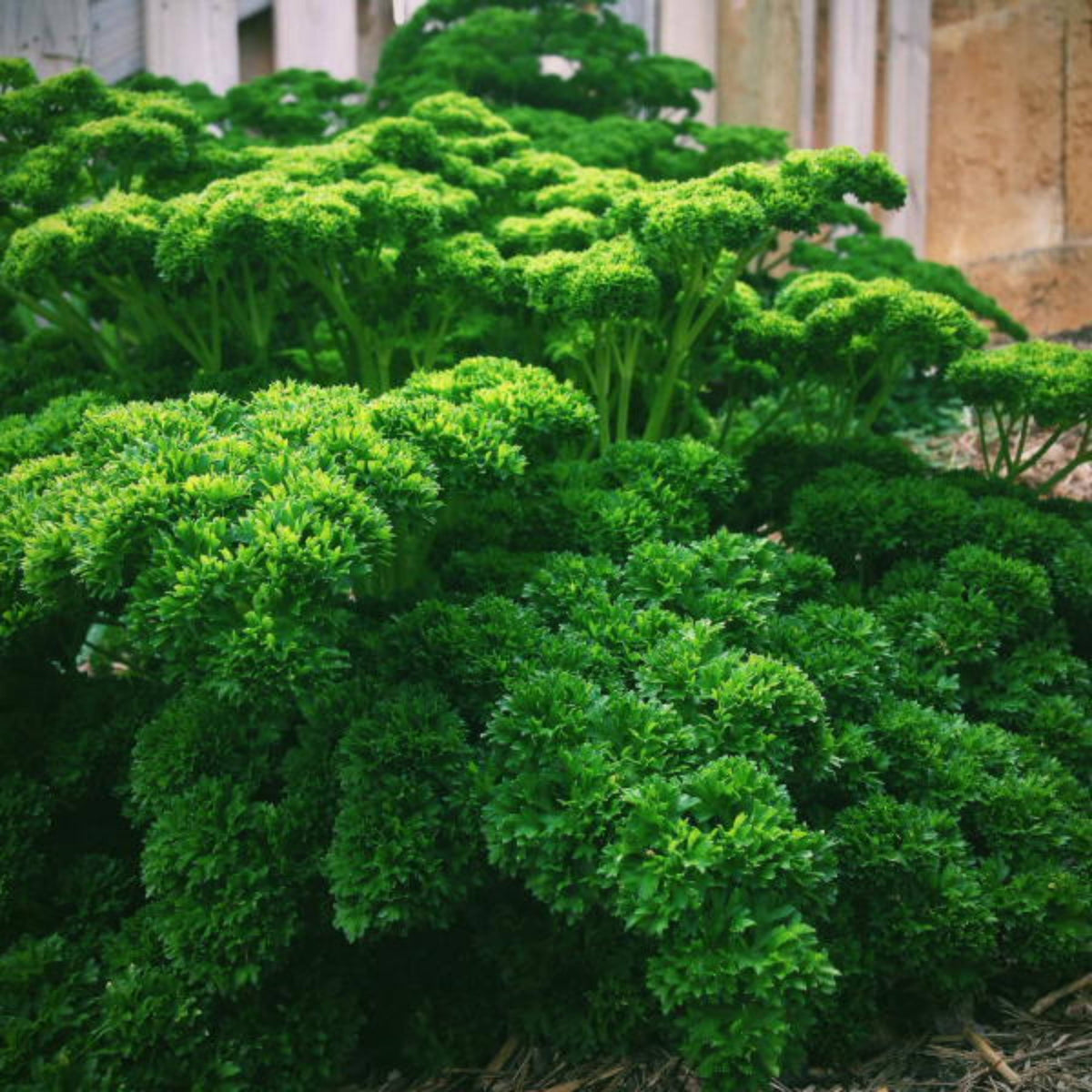 Triple Moss Curled Parsley Seeds - Frilly Dark Green Leaves, 210 seeds