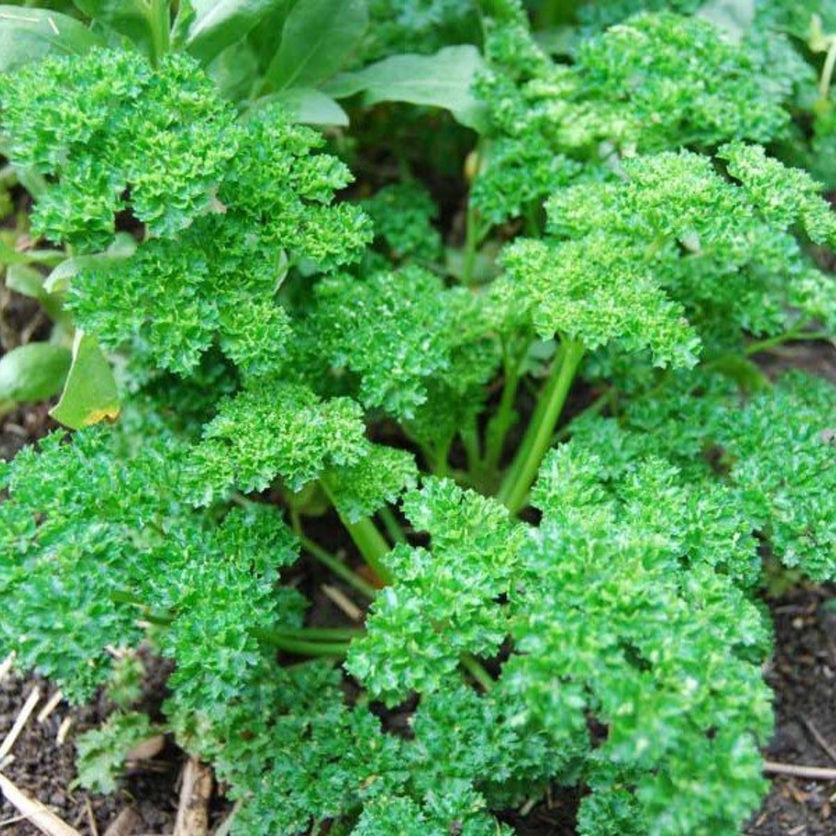 Triple Moss Curled Parsley Seeds - Frilly Dark Green Leaves, 210 seeds