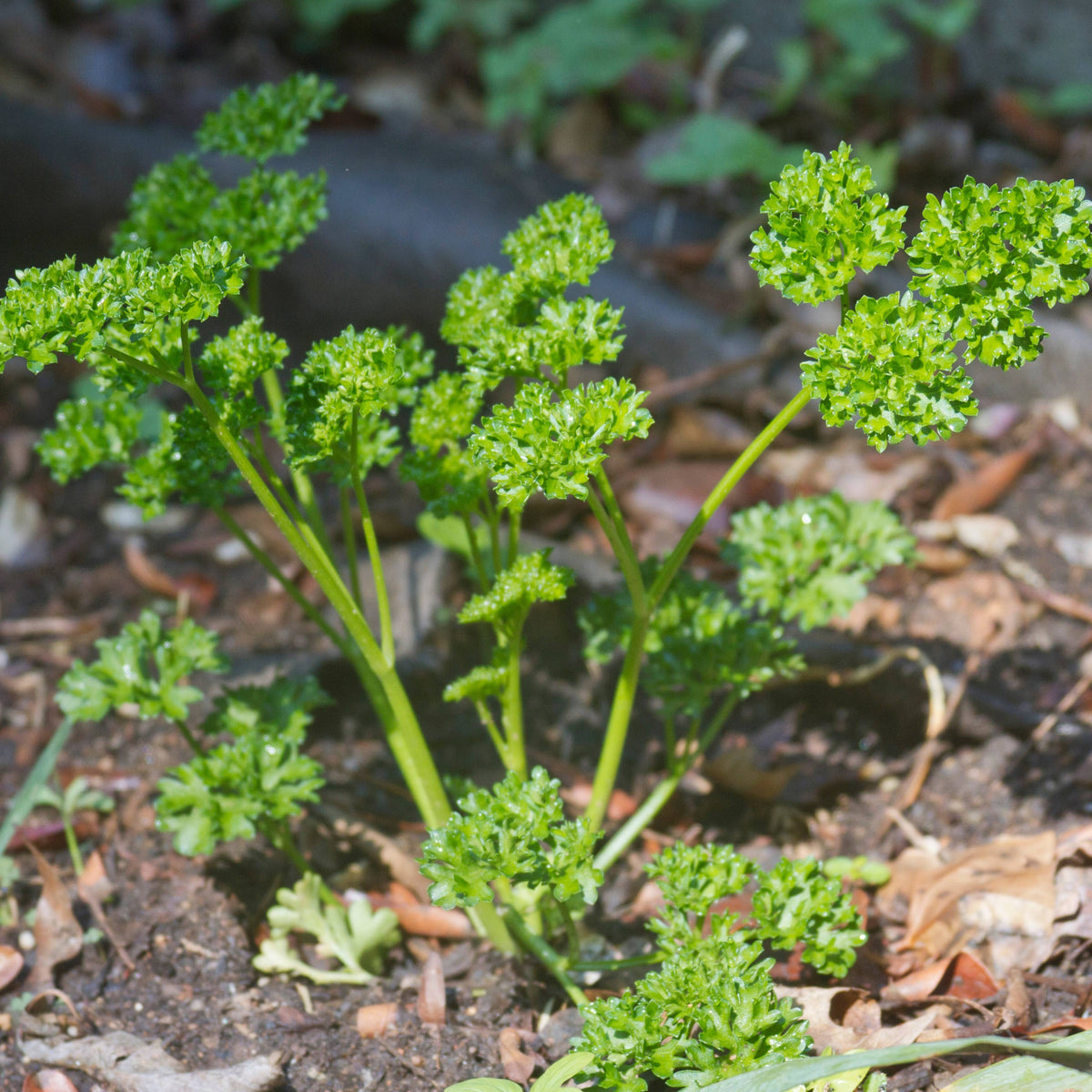 Triple Moss Curled Parsley Seeds - Frilly Dark Green Leaves, 210 seeds
