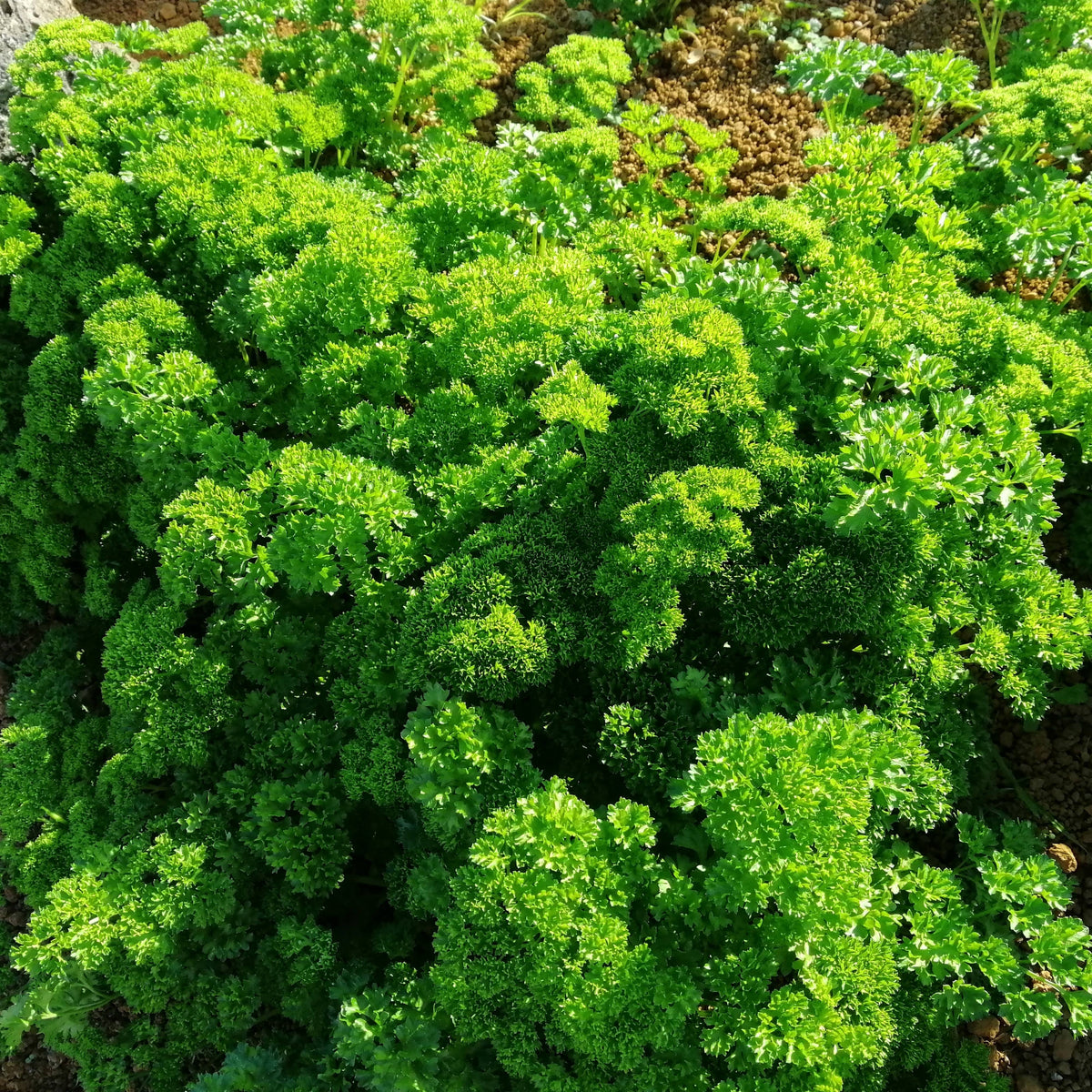 Triple Moss Curled Parsley Seeds - Frilly Dark Green Leaves, 210 seeds