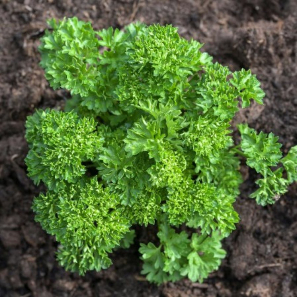 Triple Moss Curled Parsley Seeds - Frilly Dark Green Leaves, 210 seeds