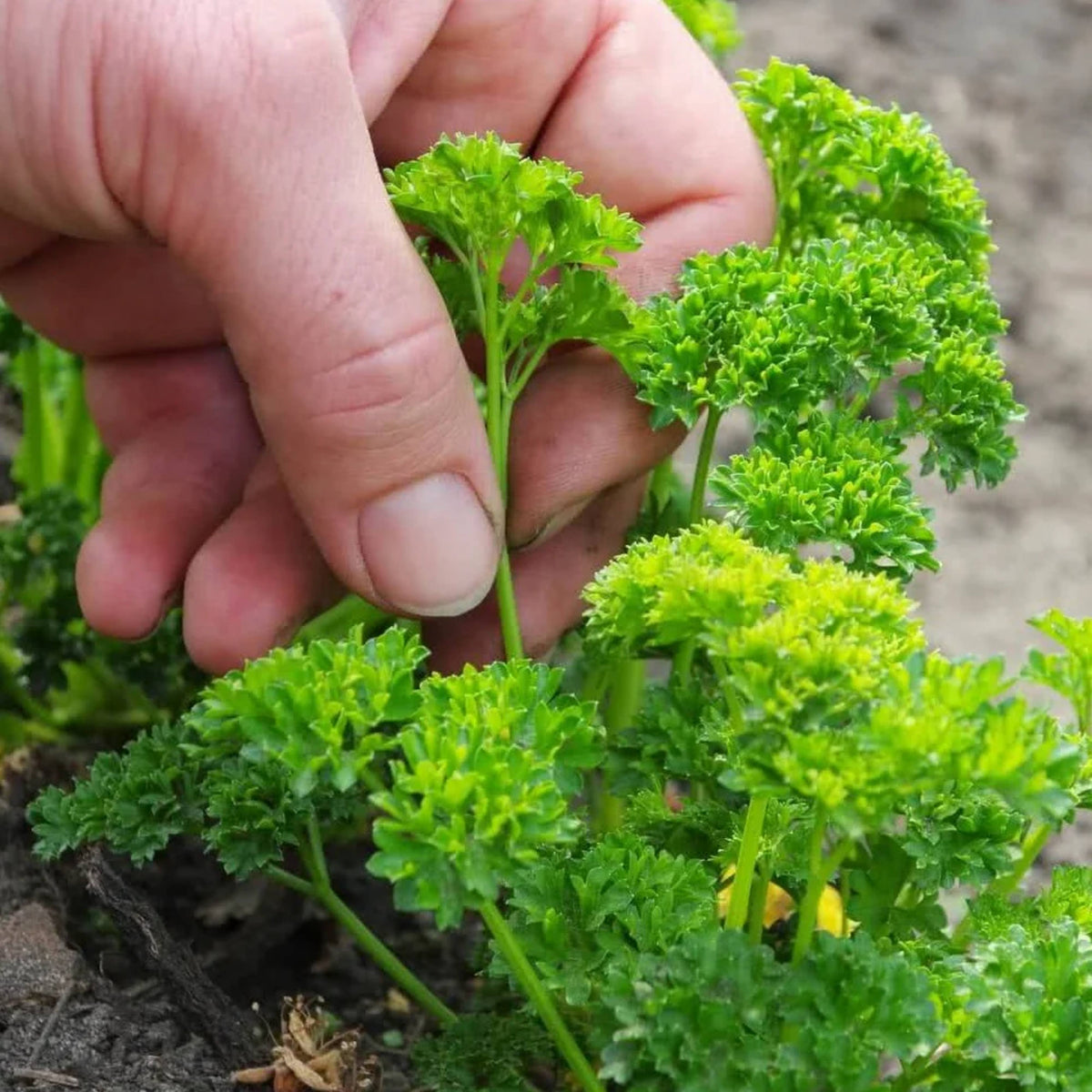 Triple Moss Curled Parsley Seeds - Frilly Dark Green Leaves, 210 seeds
