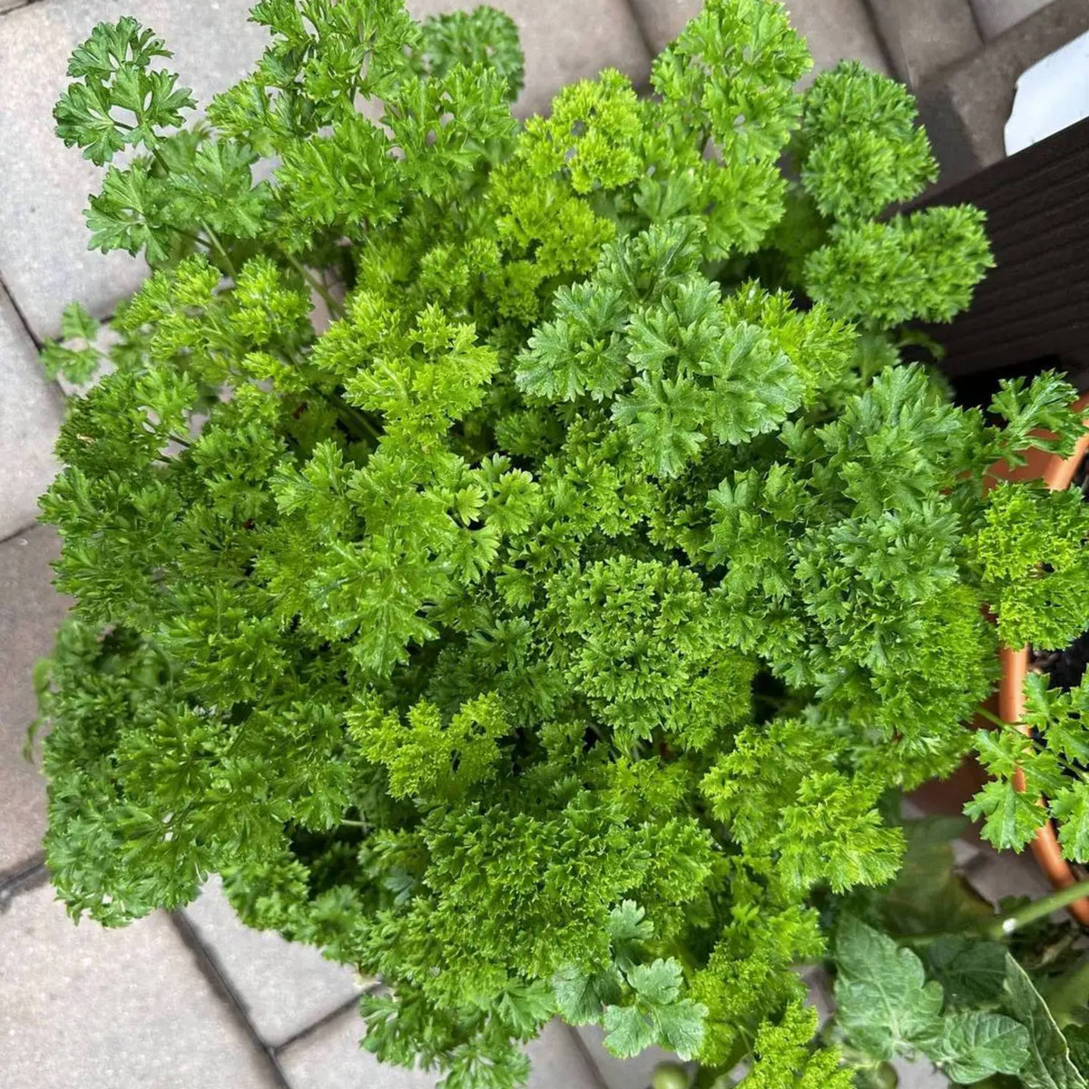 Triple Moss Curled Parsley Seeds - Frilly Dark Green Leaves, 210 seeds