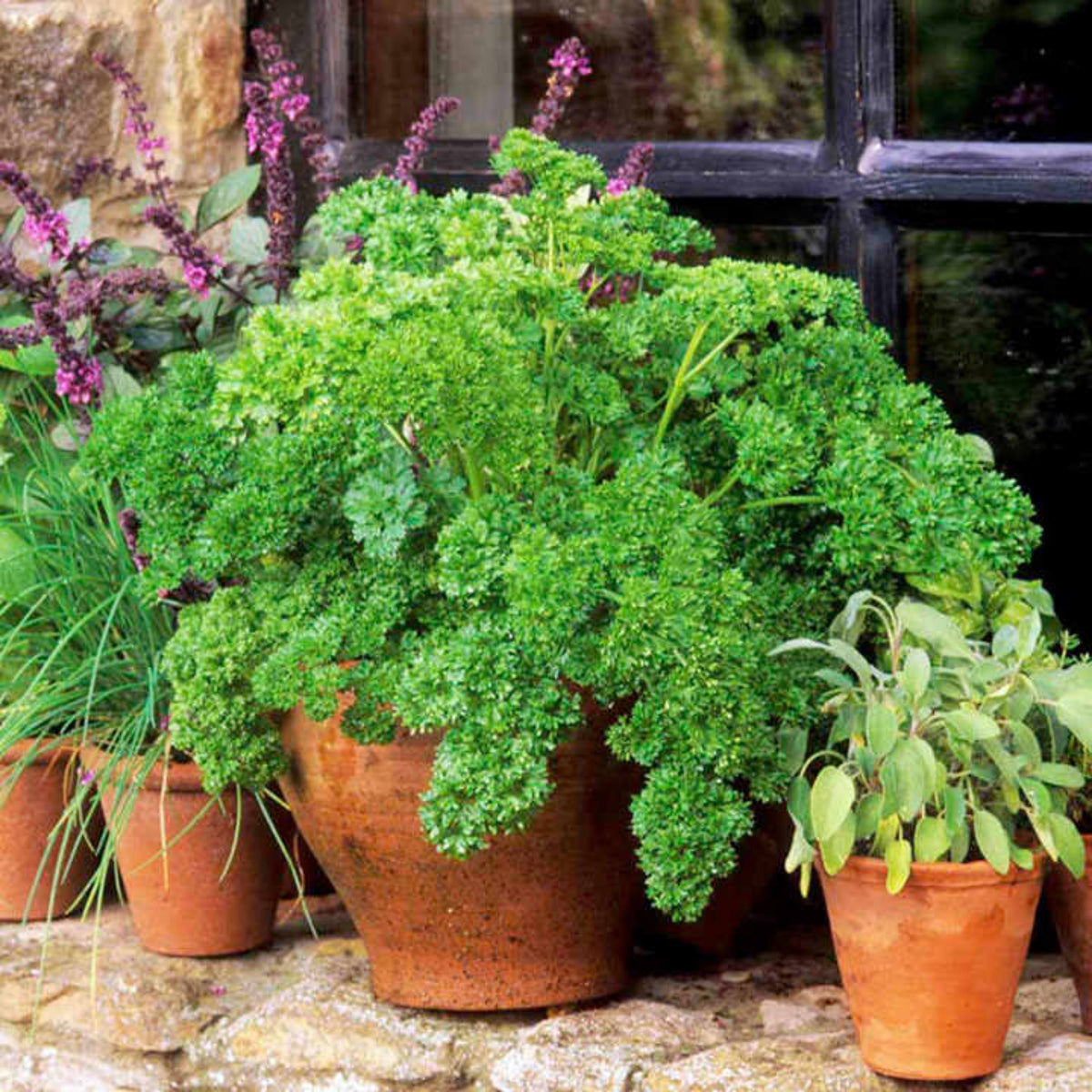 Triple Moss Curled Parsley Seeds - Frilly Dark Green Leaves, 210 seeds