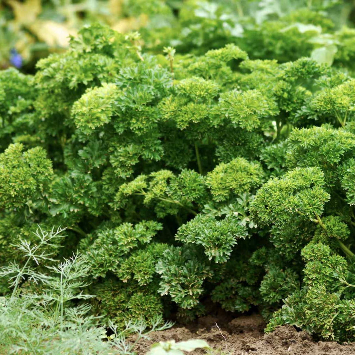 Triple Moss Curled Parsley Seeds - Frilly Dark Green Leaves, 210 seeds