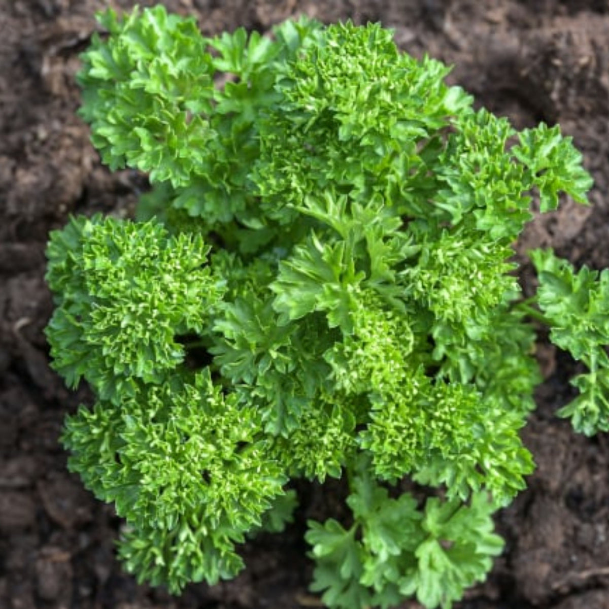 Triple Moss Curled Parsley Seeds - Frilly Dark Green Leaves, 210 seeds