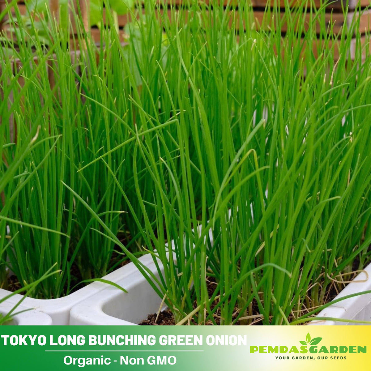 310 Seeds|Tokyo Long Bunching Green Onion Seeds – Heirloom, Non-GMO, Mild Scallion Flavor, Long White Stalks, Easy to Grow, High Yield Asian Variety, Perfect for Soups, Stir-Fries, Garnishes, and Kitchen Gardens#7030