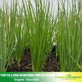 310 Seeds|Tokyo Long Bunching Green Onion Seeds – Heirloom, Non-GMO, Mild Scallion Flavor, Long White Stalks, Easy to Grow, High Yield Asian Variety, Perfect for Soups, Stir-Fries, Garnishes, and Kitchen Gardens#7030