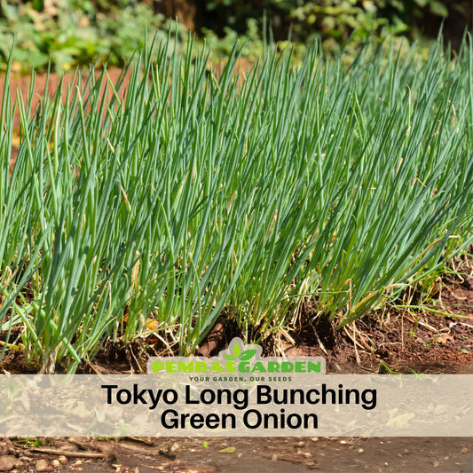 Tokyo Long Bunching Green Onion Seeds, 310 seeds