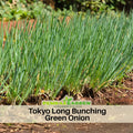 310 Seeds|Tokyo Long Bunching Green Onion Seeds – Heirloom, Non-GMO, Mild Scallion Flavor, Long White Stalks, Easy to Grow, High Yield Asian Variety, Perfect for Soups, Stir-Fries, Garnishes, and Kitchen Gardens#7030